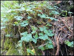 Typical redwood forest underlying plants