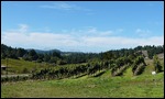 Vineyards along route 128