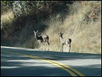 Deer along Mountain View Road