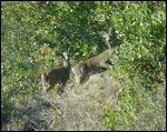 Deer along Mountain View Road