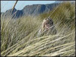 Hiding in the dune grasses