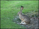 Jackrabbit