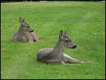 Mama and fawn